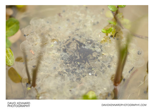 Common frog (Rana temporaria) tadpoles