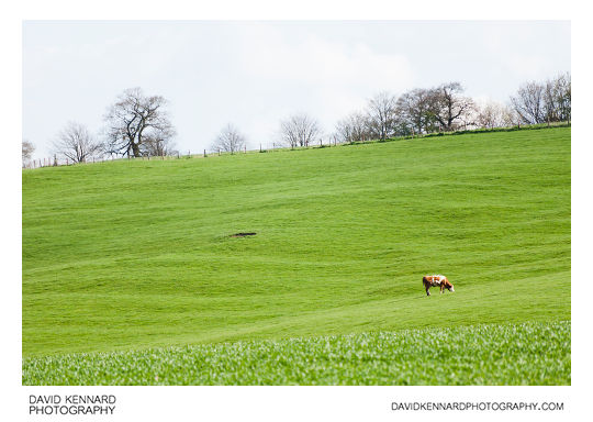 Cow in lush green field
