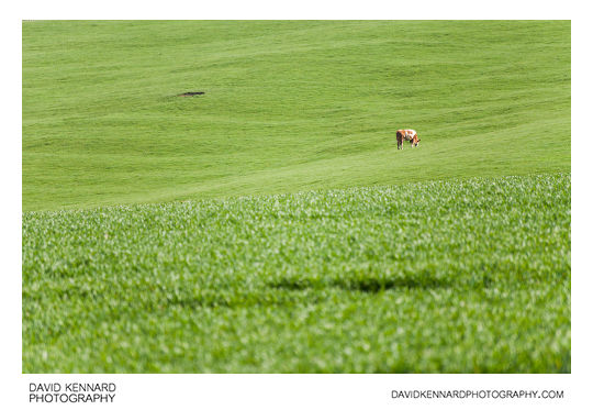 Cow in lush green field