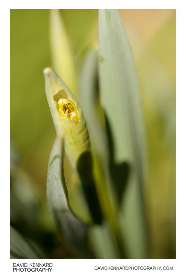 Part-eaten daffodil bud