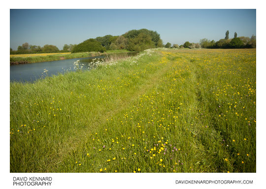Meadow alongside River Nene
