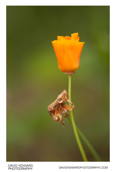 California poppy (Eschscholzia californica) flower