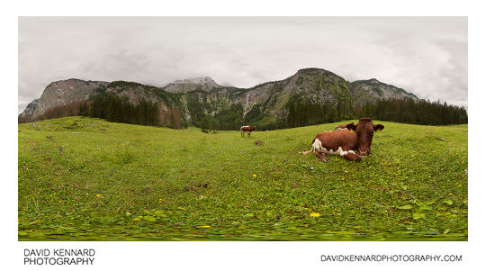 Cows in meadow near Röthbachfall, Königsee