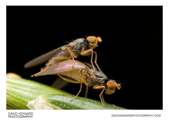 Anthomyza sp. flies (A. gracilis?) mating