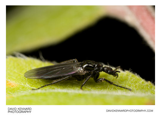 Female March fly (Bibionidae sp, Dilophus febrilis?)