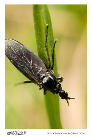 Female March fly (Bibionidae sp, Dilophus febrilis?)