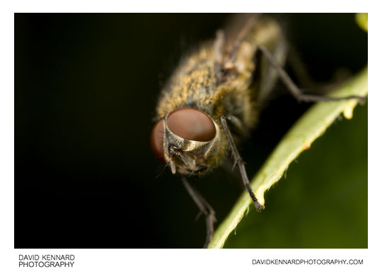Common Cluster fly (Pollenia rudis)