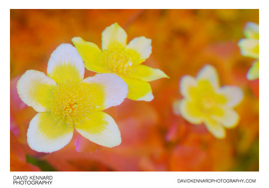 Marsh Marigold (Caltha palustris) Multispectral