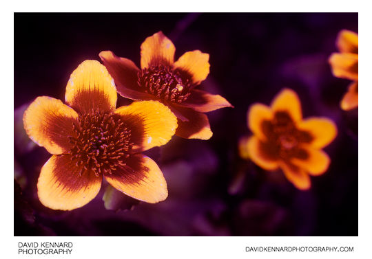 Marsh Marigold (Caltha palustris) UV + Vis