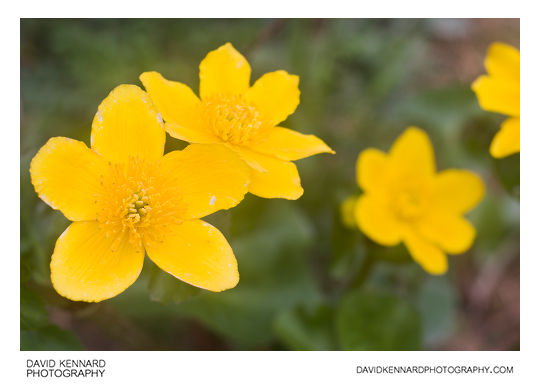 Marsh Marigold (Caltha palustris)