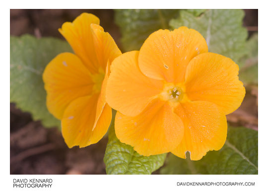 Orange flowered Primose