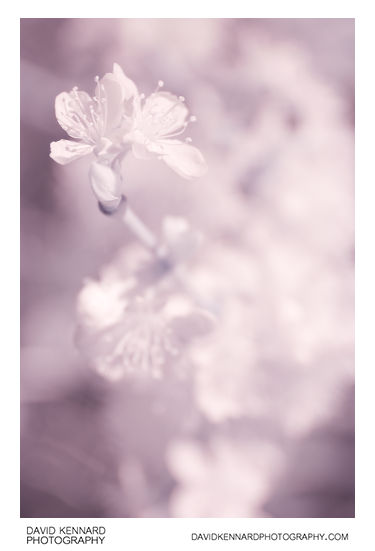 Plum blossom in infrared