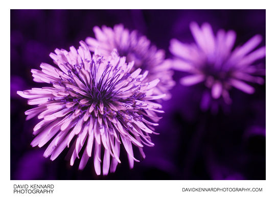 Common Dandelion (Taraxacum officinale) flowers in ultraviolet