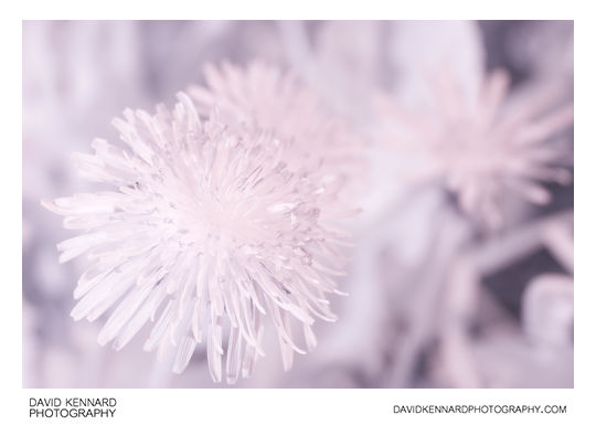 Common Dandelion (Taraxacum officinale) flowers in Infrared