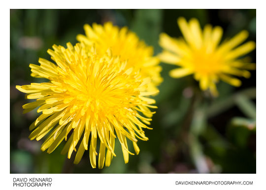 Common Dandelion (Taraxacum officinale) flowers