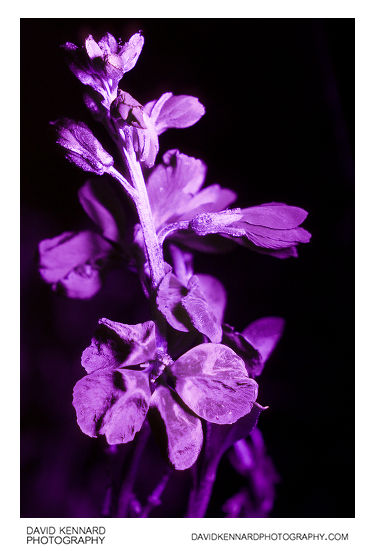 Aegean wallflower (Erysimum cheiri) flowers in UV