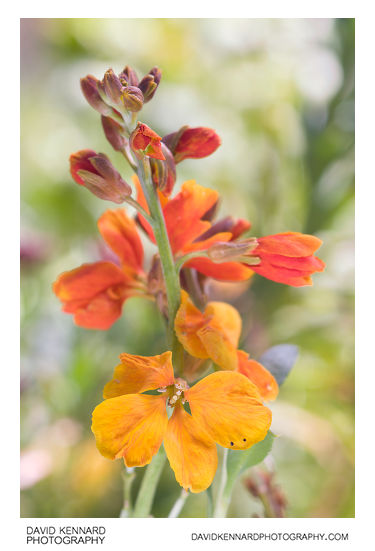 Aegean wallflower (Erysimum cheiri) flowers