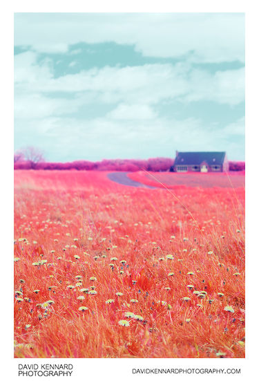 Dandelions in the grass by East Farndon Road [Multispectral]