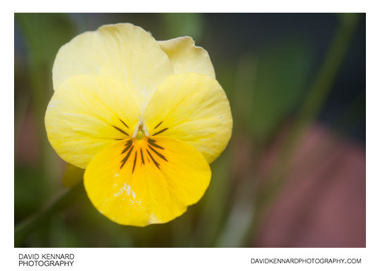 Small yellow Pansy flower
