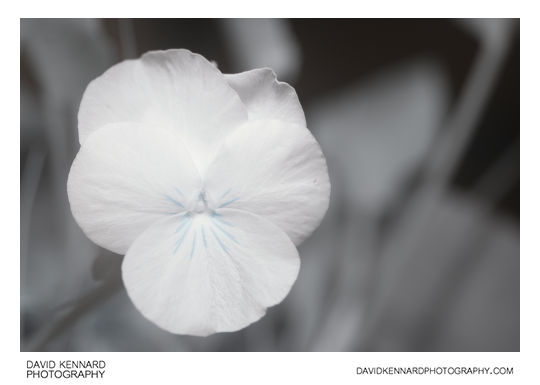 Small Pansy flower in Infrared