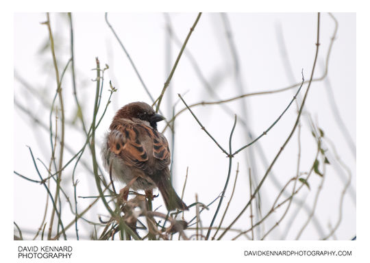 House Sparrow (Passer domesticus) perched on bush