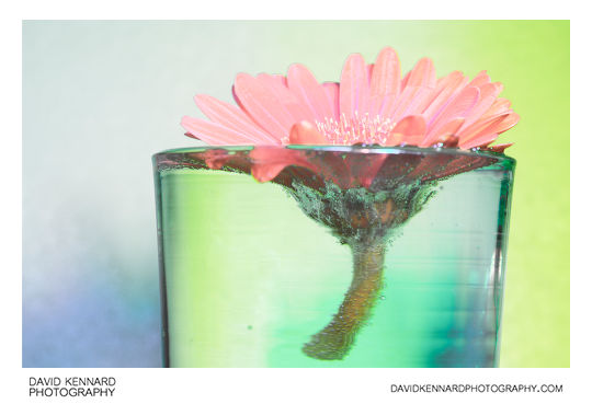Gerbera flower in glass of water [multispectral]