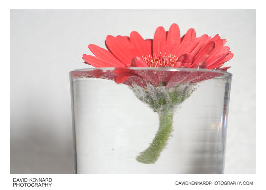 Gerbera flower in glass of water
