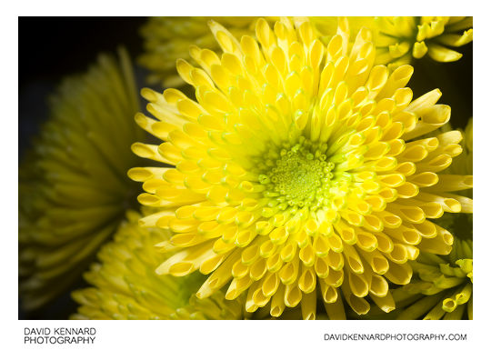 Quill Chrysanthemum flower