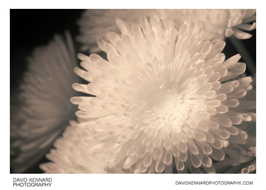 Quill Chrysanthemum flower [IR]