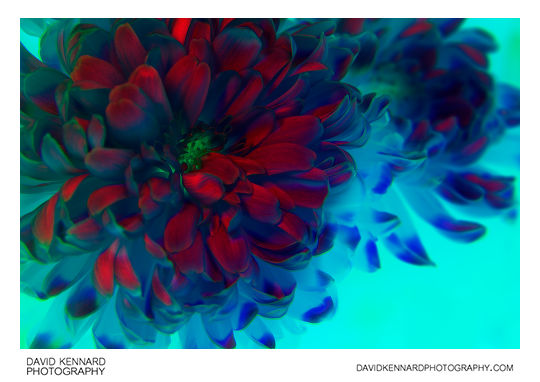 Chrysanthemum flower [modified colour]