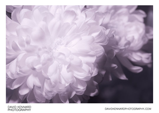 Chrysanthemum in Infrared