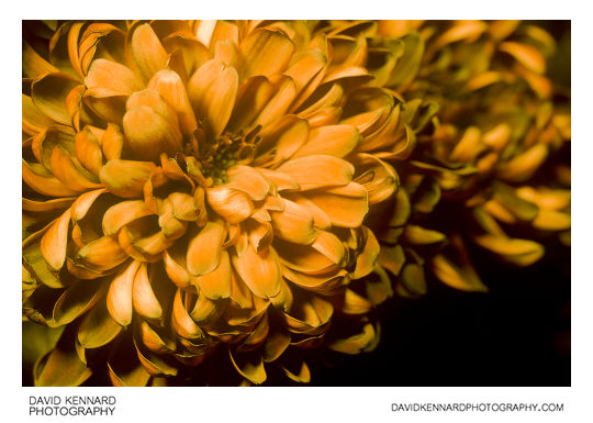 Chrysanthemum flower in ultraviolet