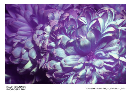 Chrysanthemum flower [UV IR]