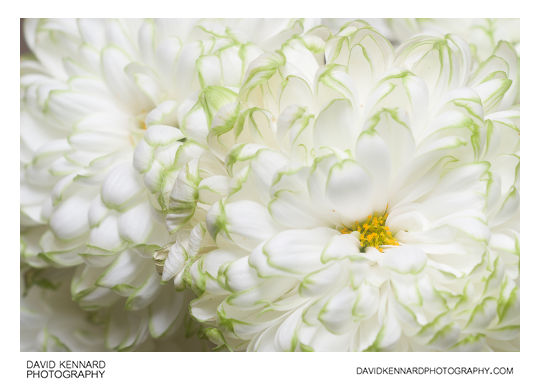 White green edged Chrysanthemum flower