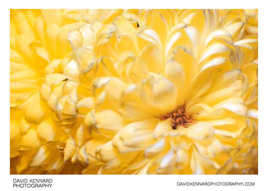 Chrysanthemum flower [UV Vis]