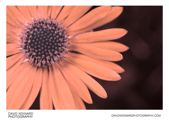 Common Daisy (Bellis perennis) flower close-up [UV]