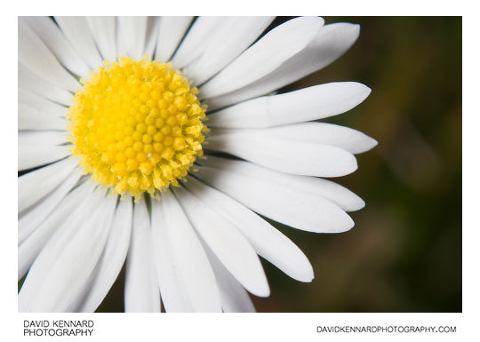 Common Daisy (Bellis perennis) flower close-up