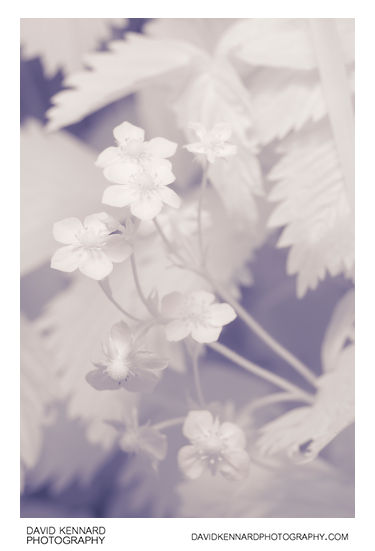 Wild Strawberry (Fragaria vesca) flowers [IR]
