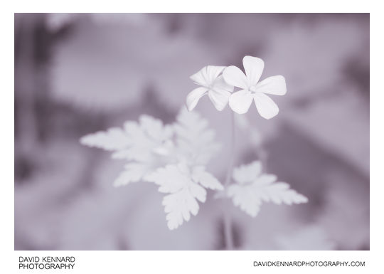 Herb Robert (Geranium robertianum) flower [IR]