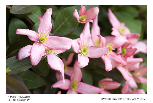 Pink Clematis montana flowers