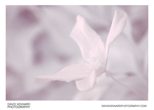 Pink Clematis montana flower [IR]