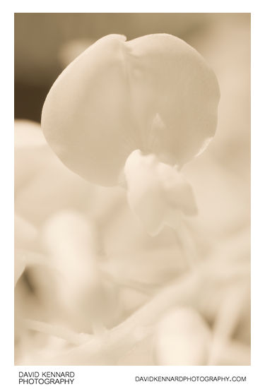 White Wisteria flower [IR]