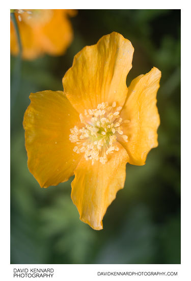 Meconopsis cambrica var. aurantiaca (Orange Welsh Poppy) flower