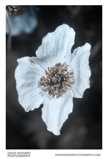 Meconopsis cambrica var. aurantiaca (Orange Welsh Poppy) flower [UV]