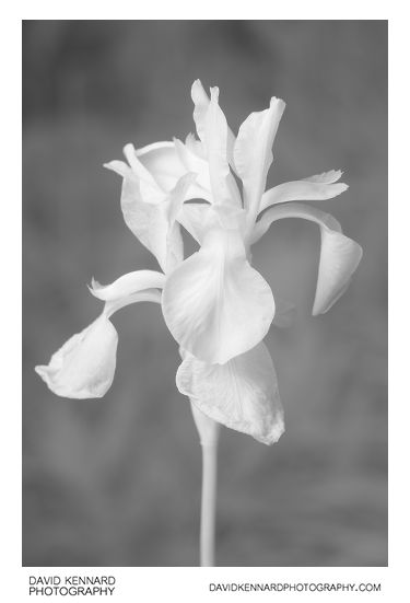 Iris sibirica 'Tropic night' flowers [IR]