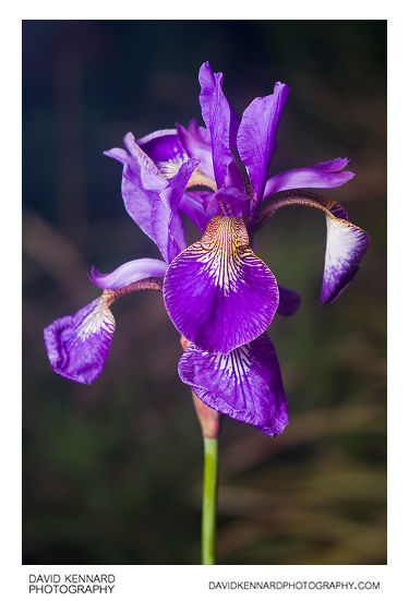 Iris sibirica 'Tropic night' flowers