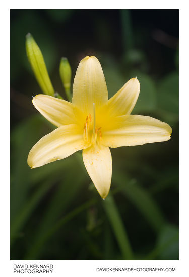 Yellow Day-lily (Hemerocallis lilioasphodelus) flower