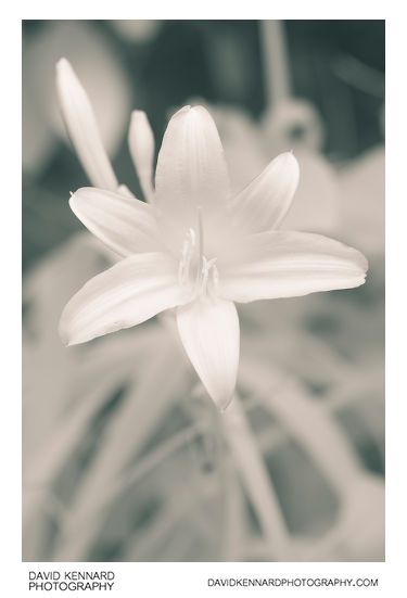 Yellow Day-lily (Hemerocallis lilioasphodelus) flower [IR]