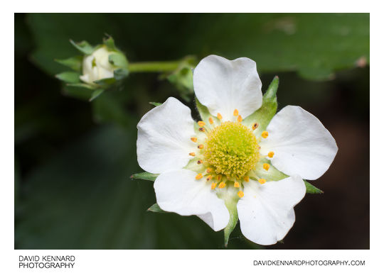Garden Strawberry (Fragaria × ananassa) flower close-up