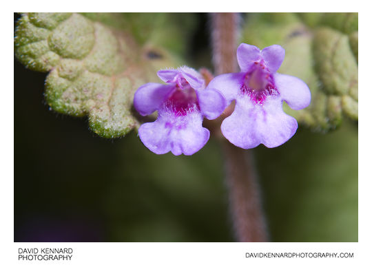 Ground Ivy (Glechoma hederacea) flowers